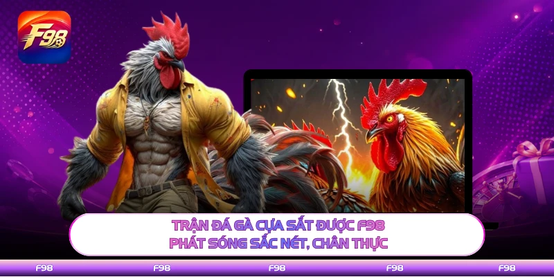 Trận đá gà cựa sắt được F98 phát sóng sắc nét, chân thực